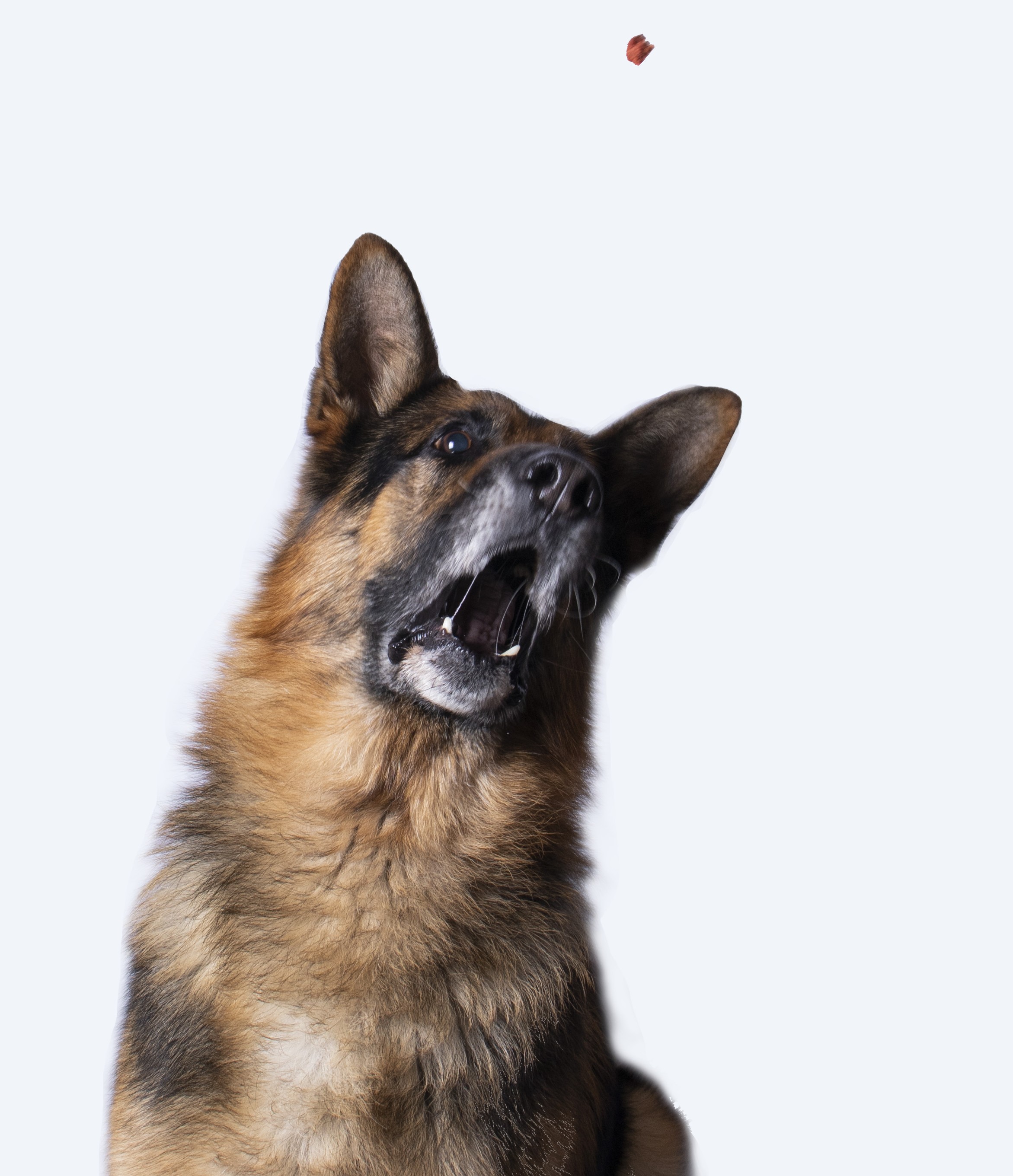 Sesión mascotas